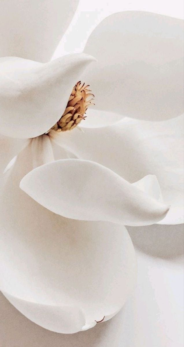 NOUVEAUTÉ Essence suprême aux peptides de soie, vitamine B, magnolia & tilleul Maison Aïsh